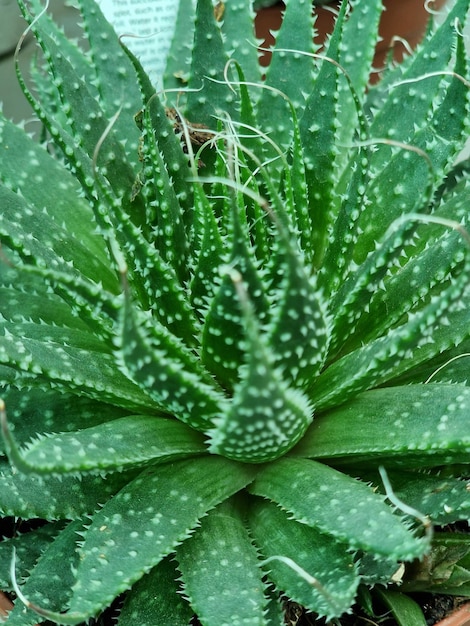 Nahaufnahme einer Aloe-Vera-Pflanze im Garten, Stock-Foto
