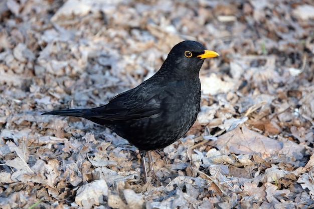 Nahaufnahme einer Amsel