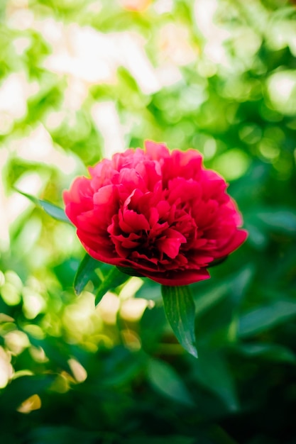 Nahaufnahme einer angehenden rosa Pfingstrose Grüner natürlicher Hintergrund Schönes Bokeh