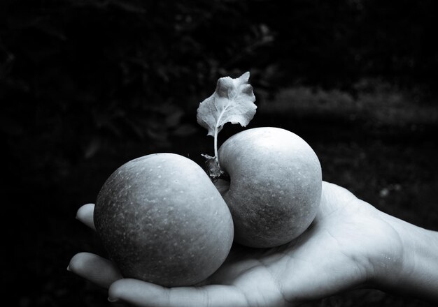 Foto nahaufnahme einer apfel in der hand