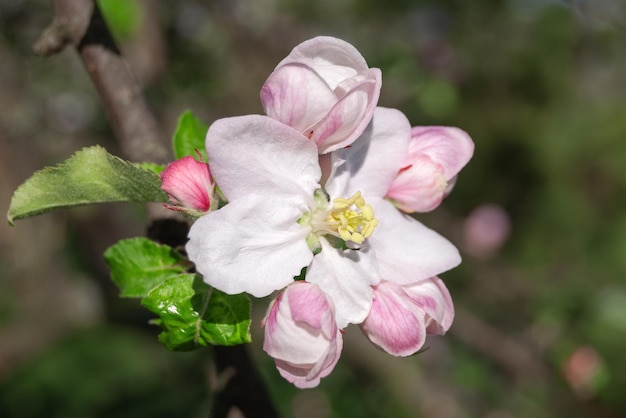Nahaufnahme einer Apfelblüte Blühender Hintergrund Selektiver Fokus