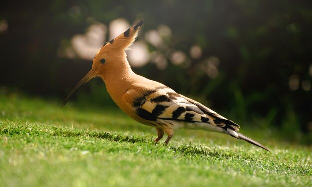 Nahaufnahme einer auf dem Gras sitzenden Hoopoe