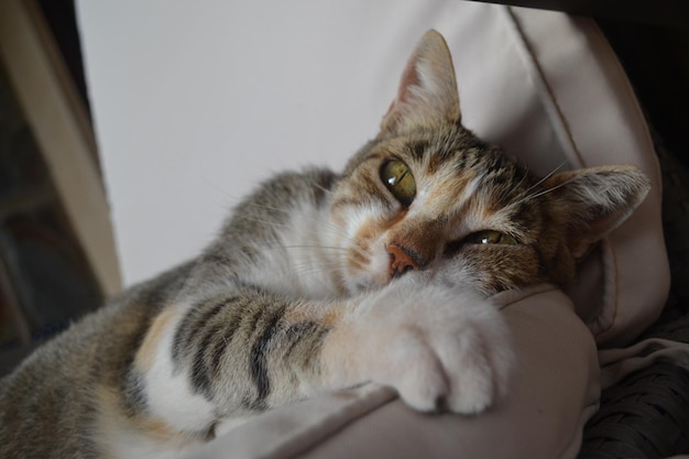 Nahaufnahme einer auf dem Sofa ruhenden Katze
