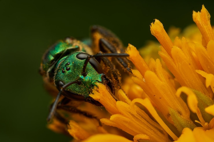 Foto nahaufnahme einer augochlorini-biene in blüte