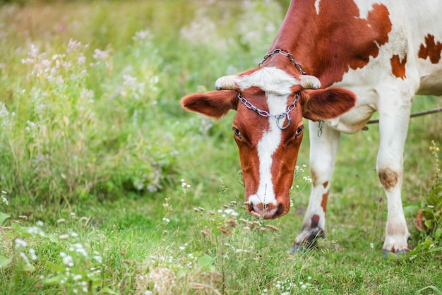 Nahaufnahme einer Ayrshire-Milchkuh, die auf der Wiese eines großen Milchviehbetriebes weidet