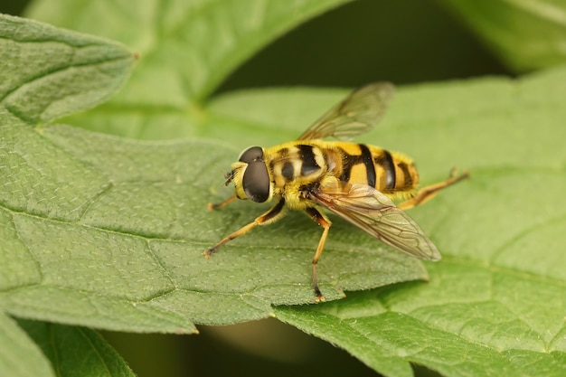 Nahaufnahme einer Batman Schwebfliege auf grünen Blättern im Garten (Myathropa florea)