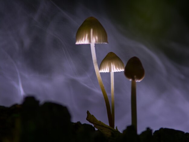 Foto nahaufnahme einer beleuchteten blume gegen den himmel