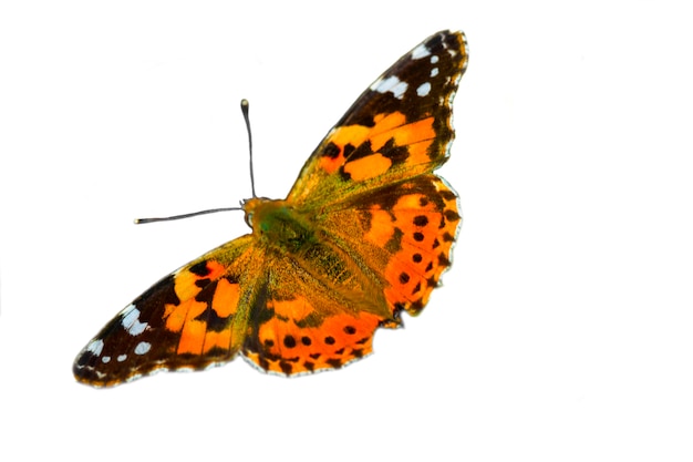 Nahaufnahme einer bemalten karte schmetterling lady vanessa und. orange-schwarzer tag schmetterling auf weißem hintergrund