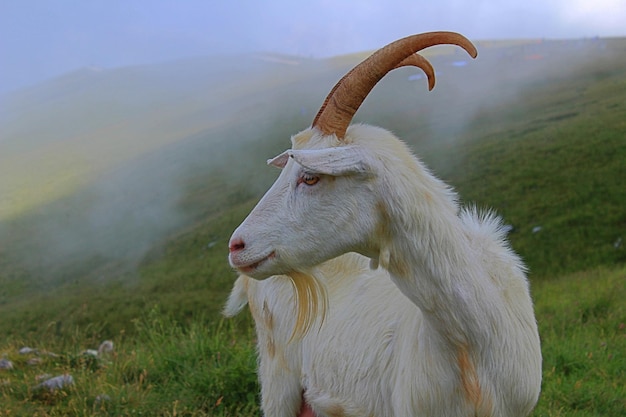Nahaufnahme einer Bergziege, die bei nebligem Wetter auf einem grasbewachsenen Feld steht