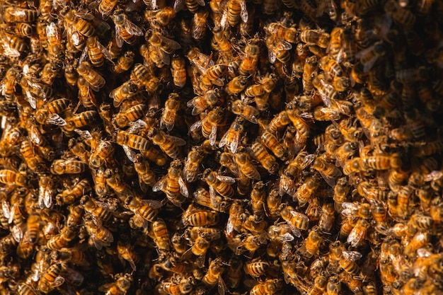 Foto nahaufnahme einer biene auf dem boden