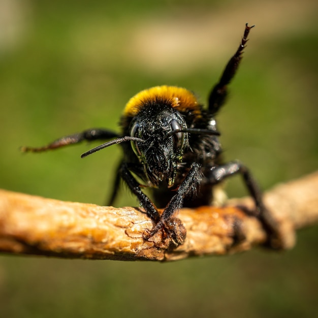 Nahaufnahme einer Biene auf einem Ast mit einem Bokeh