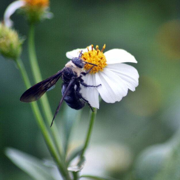 Foto nahaufnahme einer biene auf einer blume