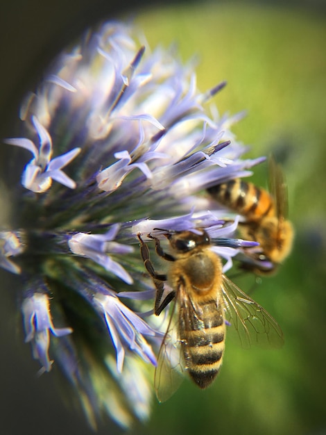 Foto nahaufnahme einer biene auf einer blume