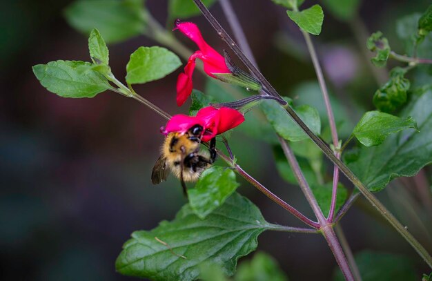 Foto nahaufnahme einer biene auf einer blume