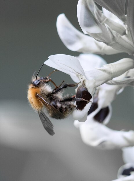 Nahaufnahme einer Biene auf einer Blume