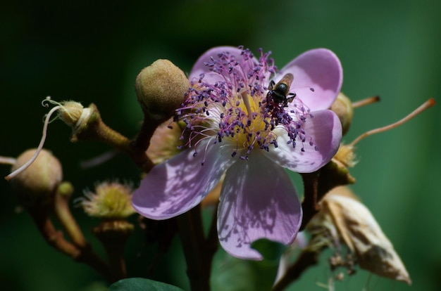 Foto nahaufnahme einer biene auf einer blume