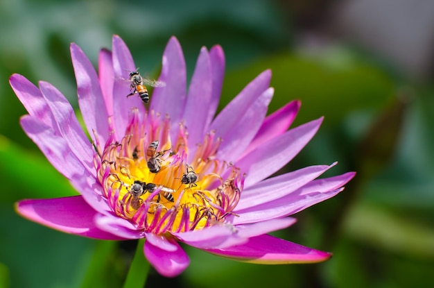 Nahaufnahme einer Biene auf einer Blume