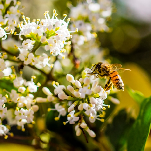 Foto nahaufnahme einer biene auf einer blume