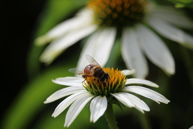 Foto nahaufnahme einer biene auf einer blume