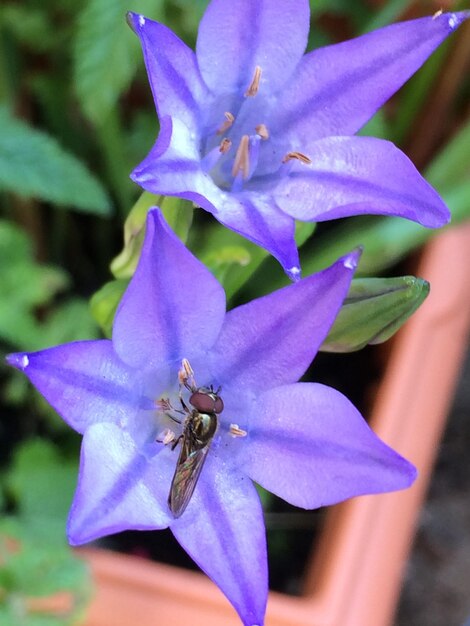 Foto nahaufnahme einer biene auf einer blume