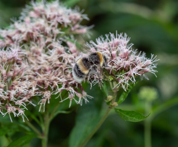 Foto nahaufnahme einer biene auf einer blume