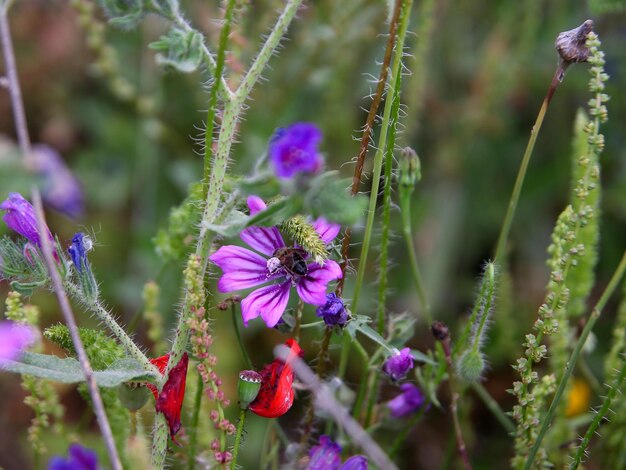 Nahaufnahme einer Biene auf einer Blume