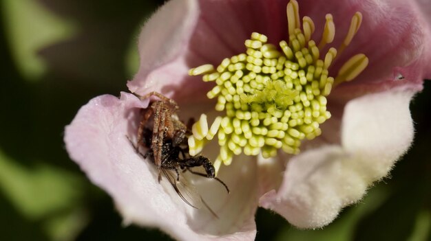 Foto nahaufnahme einer biene auf einer blume