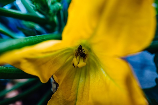 Foto nahaufnahme einer biene auf einer gelben blume