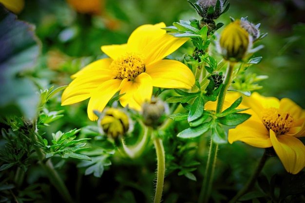 Nahaufnahme einer Biene auf einer gelben Blume