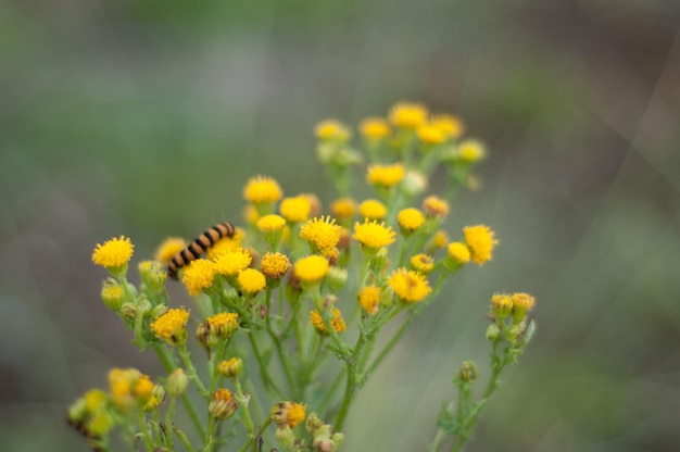 Nahaufnahme einer Biene auf einer gelben Blume