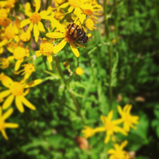 Foto nahaufnahme einer biene auf einer gelben blume