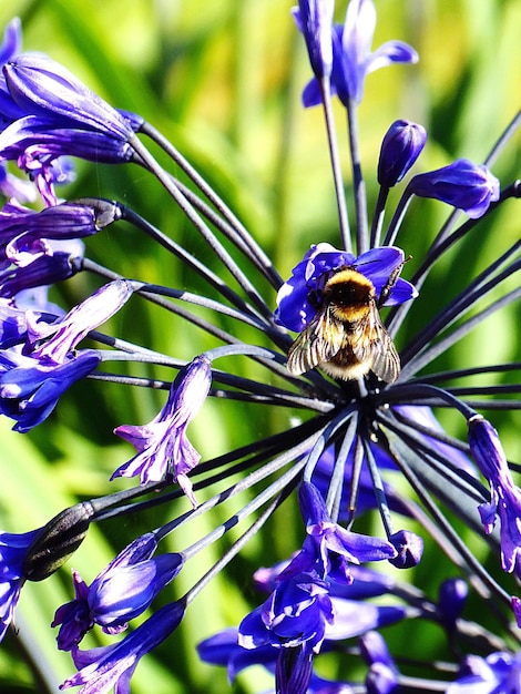 Nahaufnahme einer Biene auf einer lila Blume