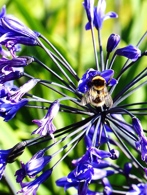 Foto nahaufnahme einer biene auf einer lila blume