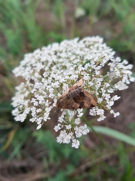 Foto nahaufnahme einer biene auf einer weißen blume