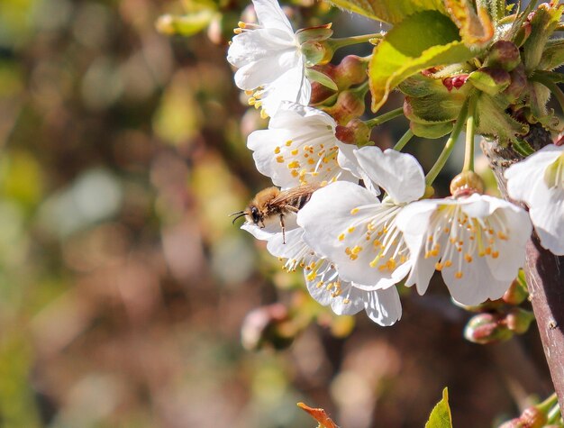 Foto nahaufnahme einer biene auf einer weißen kirschblüte