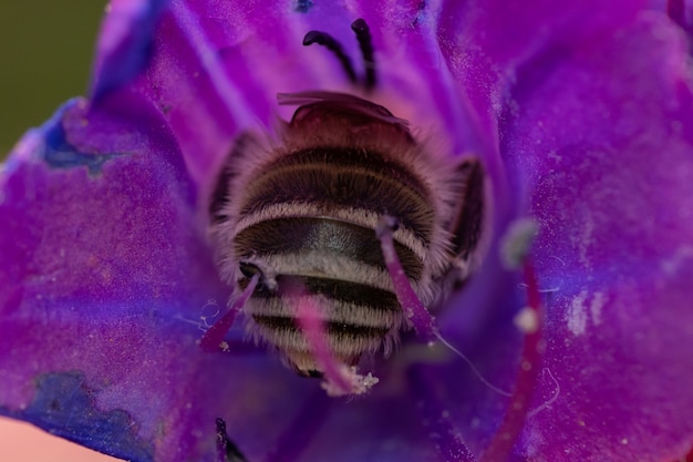 Nahaufnahme einer Biene auf lebendiger Gänseblümchenblume in einem Garten, der Nektar trinkt