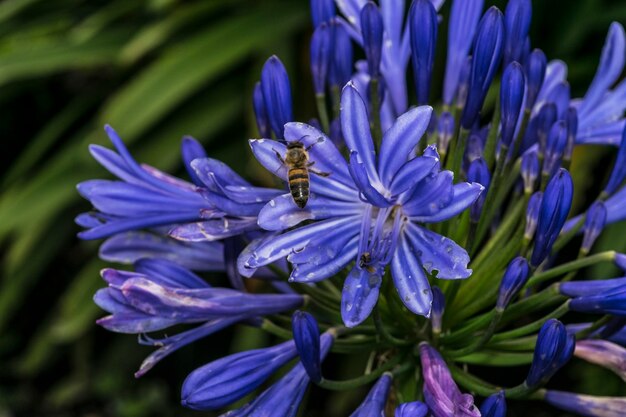 Foto nahaufnahme einer biene auf lila blüten