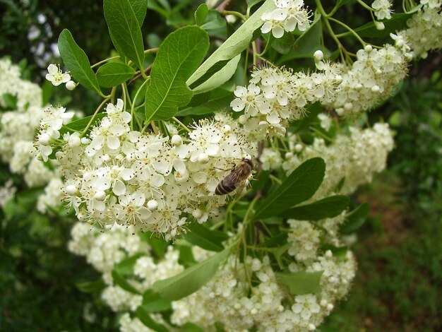 Foto nahaufnahme einer biene auf weißen blüten