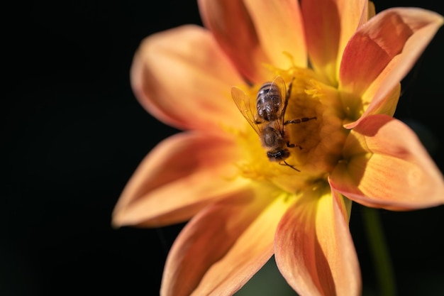 Foto nahaufnahme einer biene, die eine blume bestäubt und honig herstellt