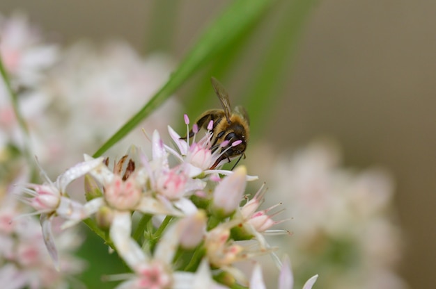 Nahaufnahme einer Biene, die eine Blume bestäubt