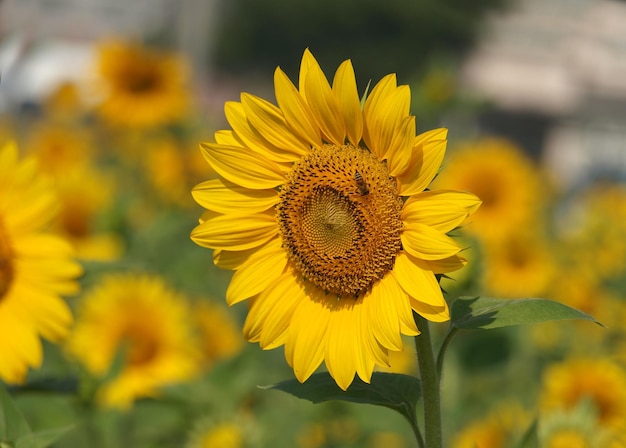 Nahaufnahme einer Biene, die eine gelbe Sonnenblume bestäubt