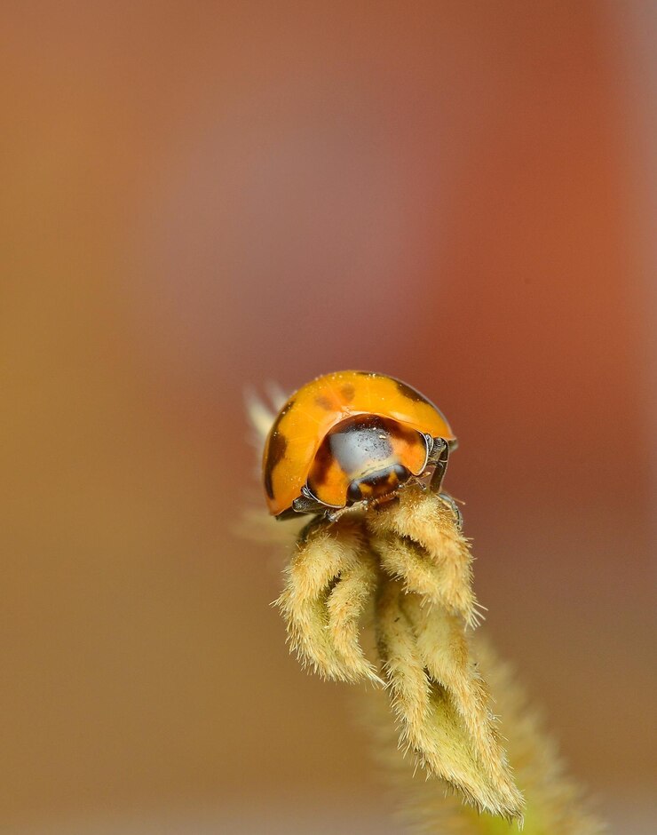 Foto nahaufnahme einer biene