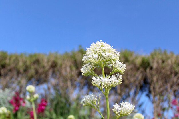 Foto nahaufnahme einer blau blühenden pflanze vor klarem himmel