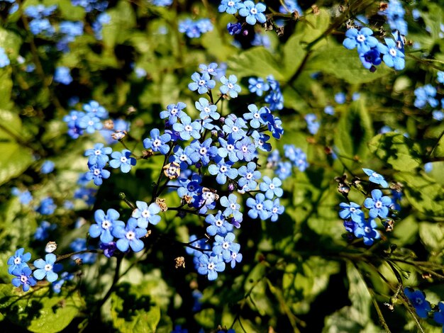 Foto nahaufnahme einer blau blühenden pflanze