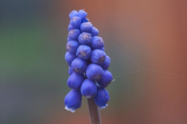 Foto nahaufnahme einer blau blühenden pflanze