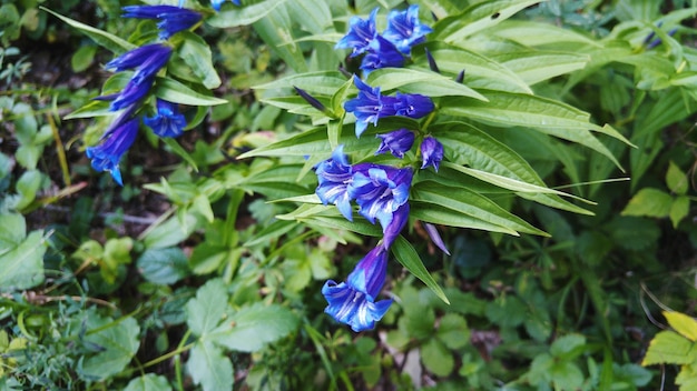 Foto nahaufnahme einer blau blühenden pflanze