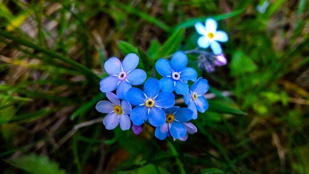 Nahaufnahme einer blau blühenden Pflanze