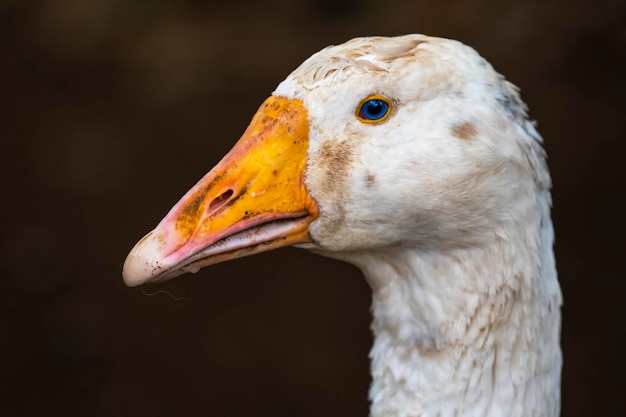 Foto nahaufnahme einer blauäugigen gans