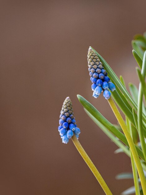 Foto nahaufnahme einer blauen blume, die auf einer pflanze wächst