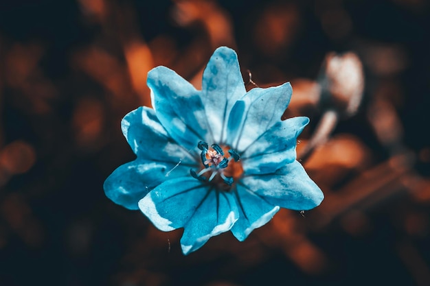 Nahaufnahme einer blauen Blume, die im Freien blüht